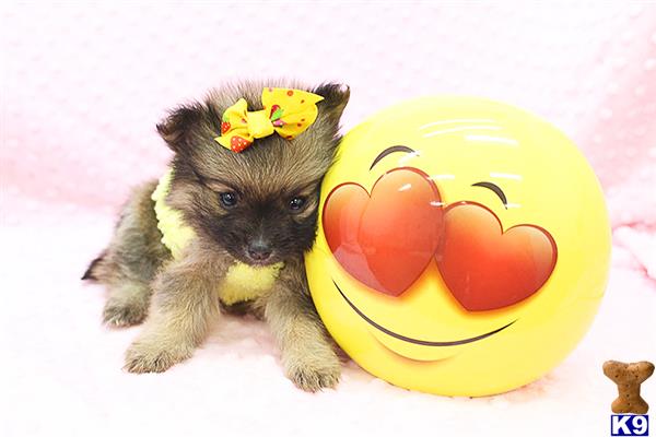 CMPuppyHeaven Picture 2